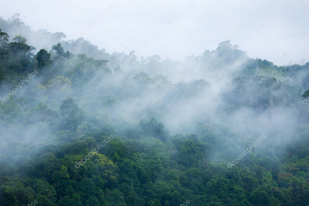 Aerial view of fog touching sunlight covered tree area inside tropical rainforest at sunrise.