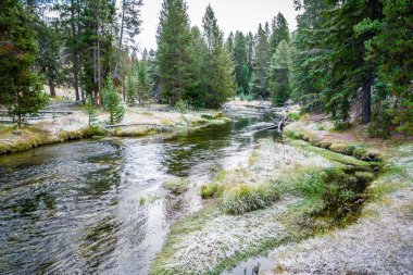 Yellowstone, Wyoming, ABD 'nin orman ve nehir bölgesindeki toprak yüzeyi ve çam ağaçları karla kaplıdır..