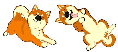 pair of funny shiba inu