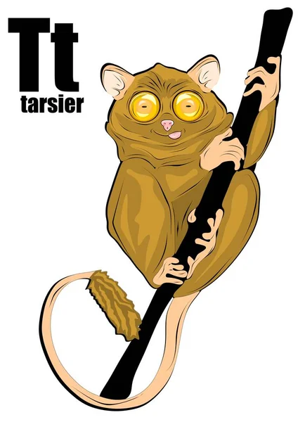 Cute Tarsier — Φωτογραφία Αρχείου