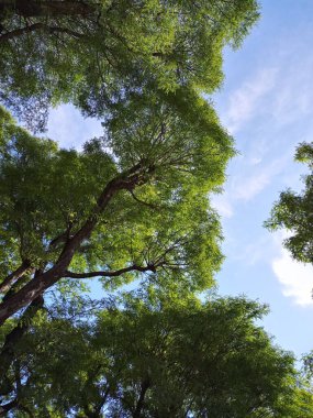 Abartma. Güneşli ağaç serisi 1 'in altında