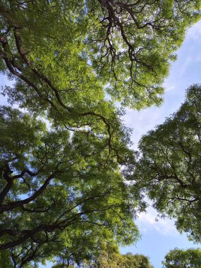Abartma. Güneşli ağaç serisi 1 'in altında