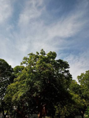 Abartma. Güneşli ağaç serisi 1 'in altında