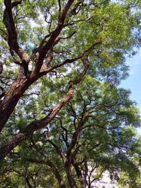 Abartma. Güneşli ağaç serisi 1 'in altında