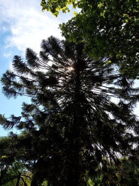 Abartma. Güneşli ağaç serisi 1 'in altında