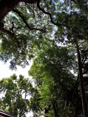 Abartma. Güneşli ağaç serisi 1 'in altında