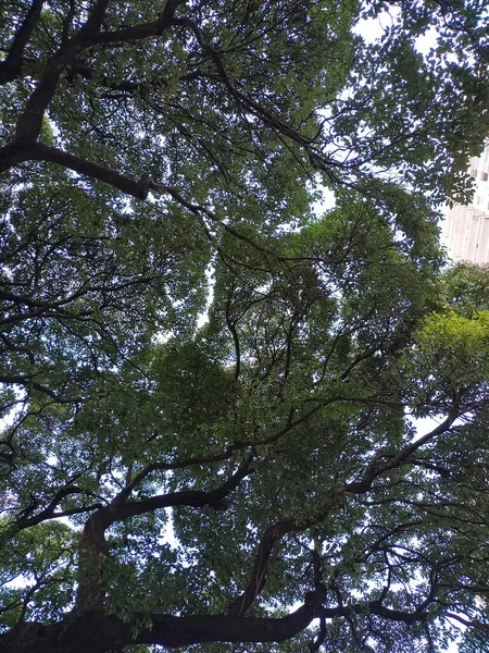 Abartma. Güneşli ağaç serisi 1 'in altında