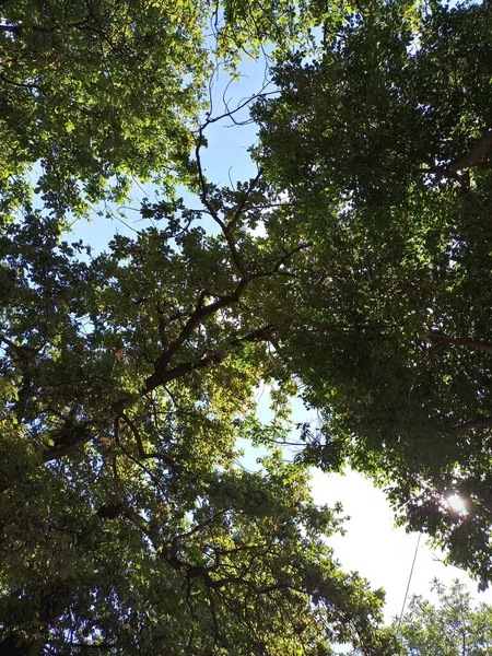 そうだな 日当たりの良い木シリーズ1の光線の下 — ストック写真