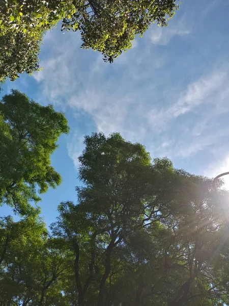 Гайп Нижче Променів Сонячного Дерева Серії — стокове фото
