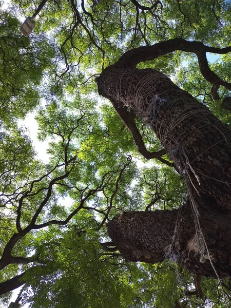 Hype Pod Paprsky Slunečného Stromu Série — Stock fotografie