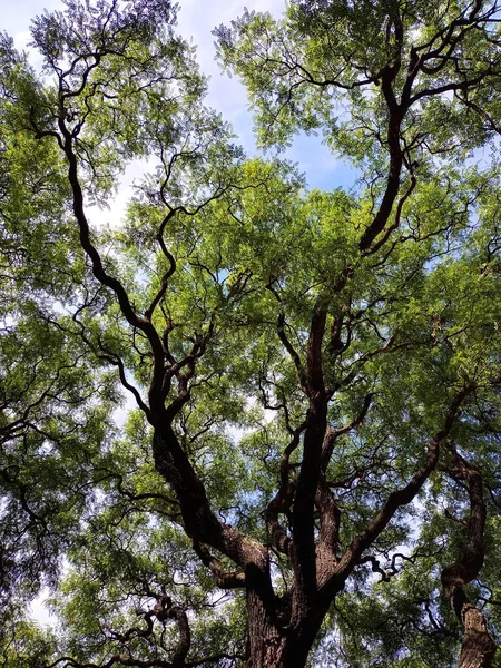 Гайп Нижче Променів Сонячного Дерева Серії — стокове фото
