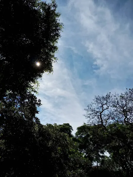 Abartma. Güneşli ağaç serisi 1 'in altında