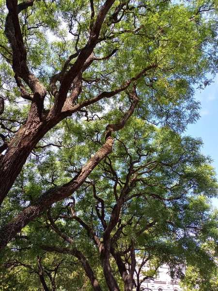 Abartma. Güneşli ağaç serisi 1 'in altında