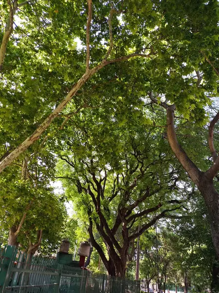 Abartma. Güneşli ağaç serisi 1 'in altında