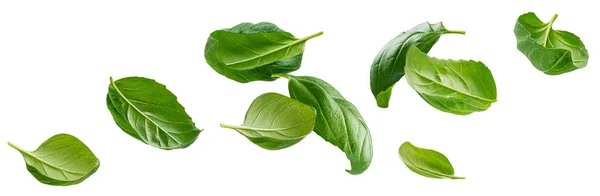 Feuilles de basilic isolées sur fond blanc avec chemin de coupe — Photo