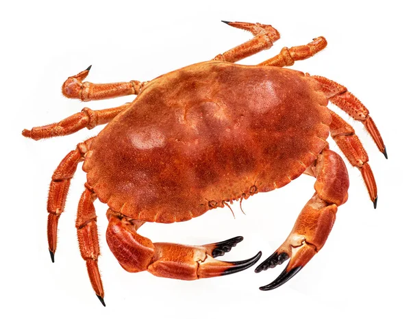 Cooked crab isolated on white background, top view — Stock Photo, Image