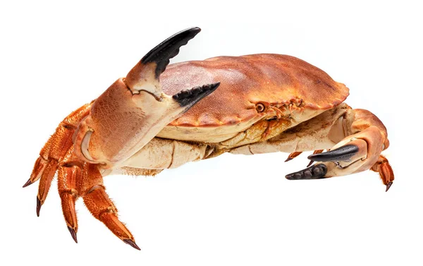 Gekochte Krabbe isoliert auf weißem Hintergrund, volle Schärfentiefe — Stockfoto