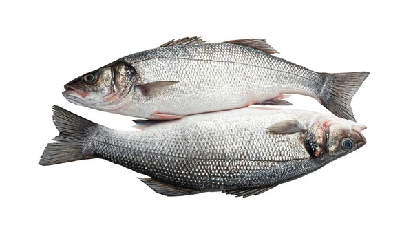 Sea bass, fresh seabass fish isolated on white background — Stockfoto