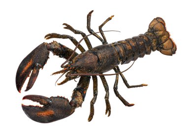 Beyaz arka planda izole edilmiş taze çiğ ıstakoz.