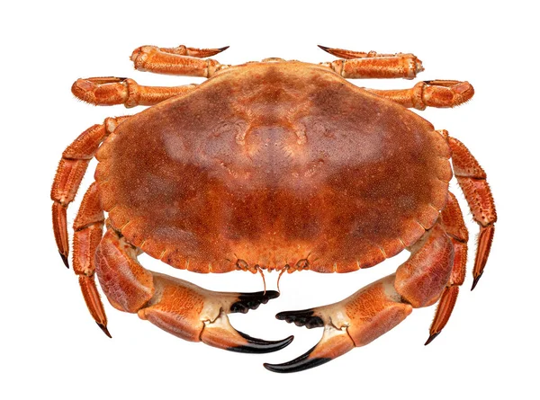 Cooked crab isolated on white background — Stock Photo, Image