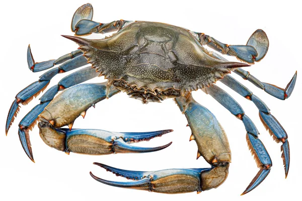 Blauwe krab geïsoleerd op witte achtergrond — Stockfoto