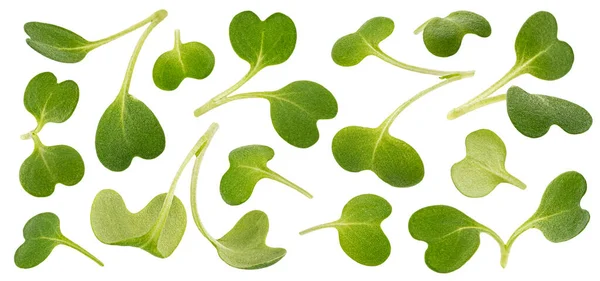 Мікрозелене листя, паростки руколи ізольовані на білому тлі, макрос — стокове фото