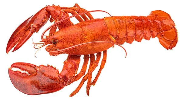 Red lobster isolated on white background — Stock Photo, Image