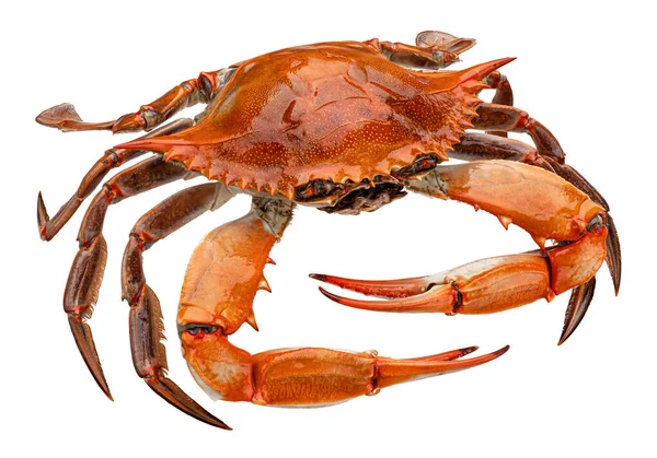 Röd krabba isolerad på vit bakgrund — Stockfoto
