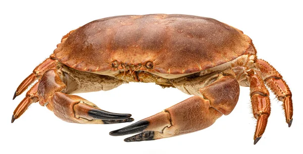 Kokt krabba isolerad på vit bakgrund — Stockfoto