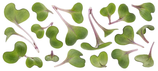 Mikrozielone liście, młode kiełki odizolowane na białym tle — Zdjęcie stockowe