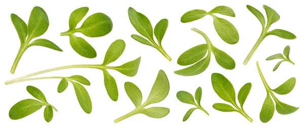Microgroene bladeren, jonge kers spruiten geïsoleerd op witte achtergrond — Stockfoto