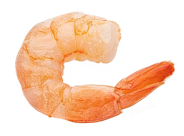 Karides. Beyaz arkaplanda karides izole