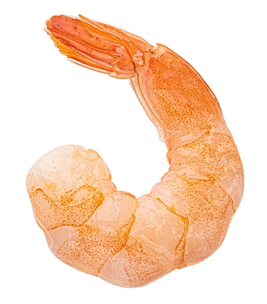 Karides. Beyaz arkaplanda karides izole