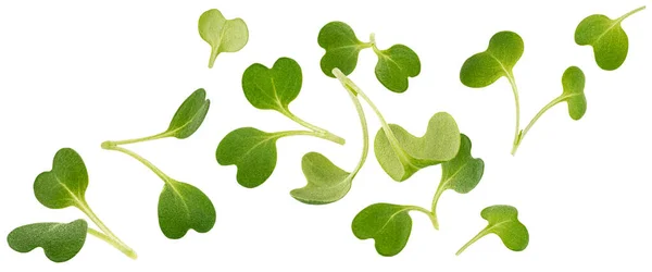 Падаюче мікрозелене листя, паростки руколи ізольовані на білому тлі — стокове фото