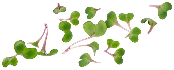 Редькове мікрозелене листя, молоді паростки ізольовані на білому тлі — стокове фото