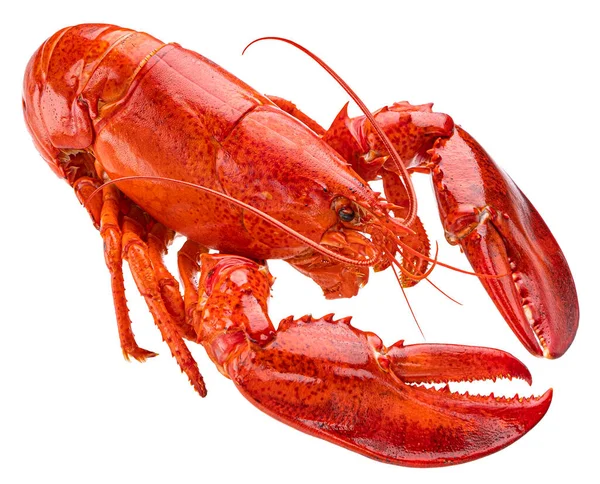 红色龙虾，白色背景，全场深度分离 — 图库照片