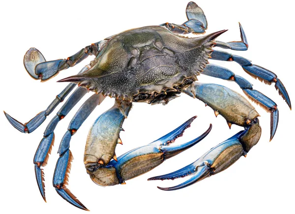 Blue Crab Isolated White Background Clipping Path Full Depth Field — Stock Photo, Image