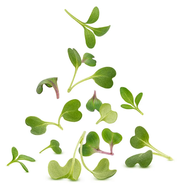 Spadające Liście Mikrozielone Młoda Rukola Rzodkiewka Kiełki Sałatki Rzeżuchy Izolowane — Zdjęcie stockowe
