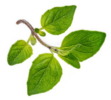 Taze marjoram dalı, kekik yaprakları beyaz arka planda izole.