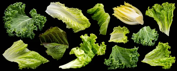Coleção Folhas Salada Isoladas Fundo Preto Mistura Alface Fresca Rúcula — Fotografia de Stock