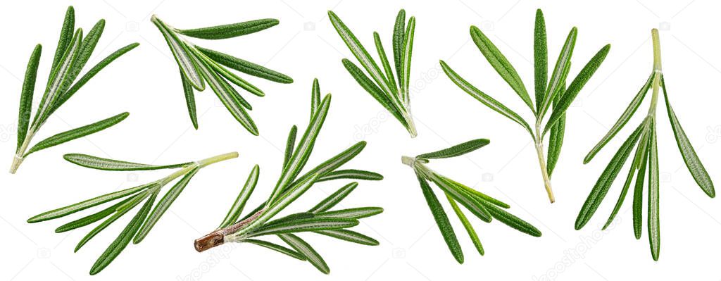 Rosemary isolated on white background with clipping path
