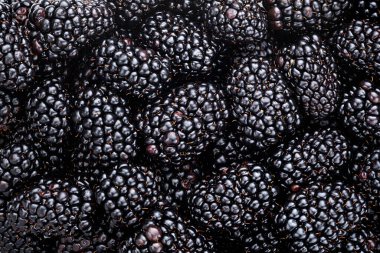Blackberry geçmişi. Orman böğürtlen dokusu, tam derinlik, makro