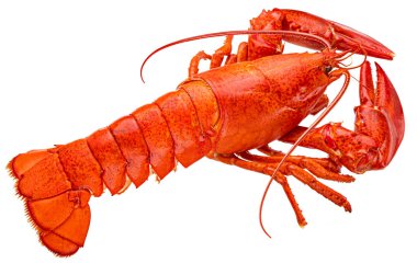 Kırmızı ıstakoz beyaz arka planda izole edildi. Kesme yolu, tam derinlik...