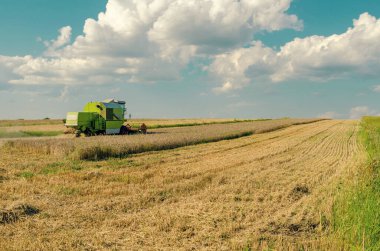 Bulutlu mavi gökyüzünün altında buğday tarlasında hasat.