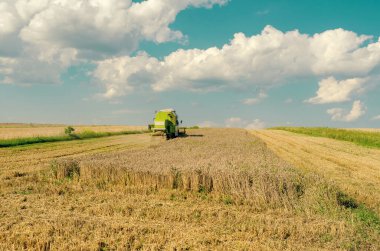 Güneşli bir günde ufukta bir buğday tarlası