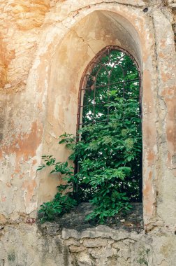 Yıkılmış bir taş kalenin eski penceresi. Pencereden yeşil bir ağaç filizlendi.
