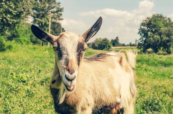 Goat on  pasture. Muzzle close-up. Smile.