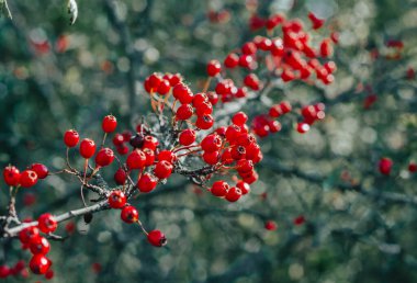 Koyu yeşil yapraklı kırmızı dikenli böğürtlen. İlaç bitkilerinin güz hasadı. Küçük açıklık, bulanık arkaplan