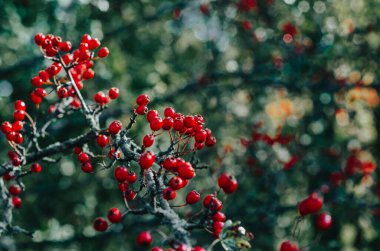 Koyu yeşil yapraklı kırmızı dikenli böğürtlen. İlaç bitkilerinin güz hasadı. Küçük açıklık, bulanık arkaplan