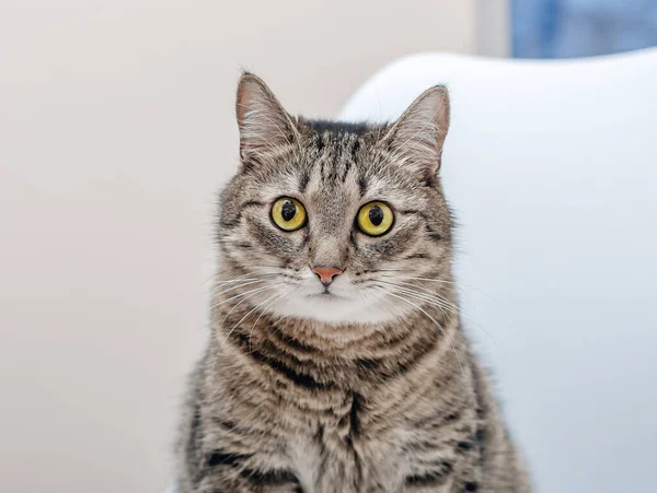 Porträt Einer Großen Gestromten Katze Auf Dem Boden Sitzend Blick — Stockfoto